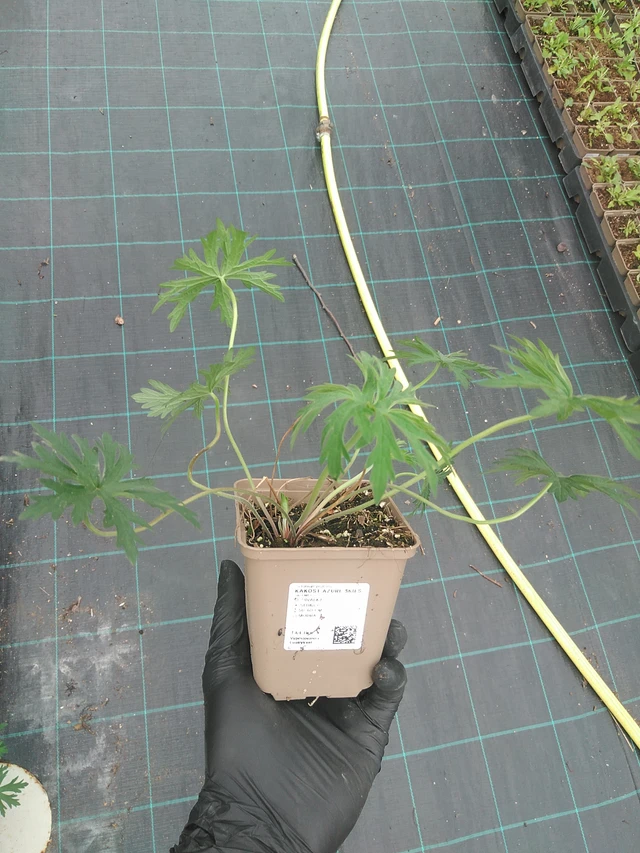 Kurjenpolvi Azure Skies - 31. 7. 2025