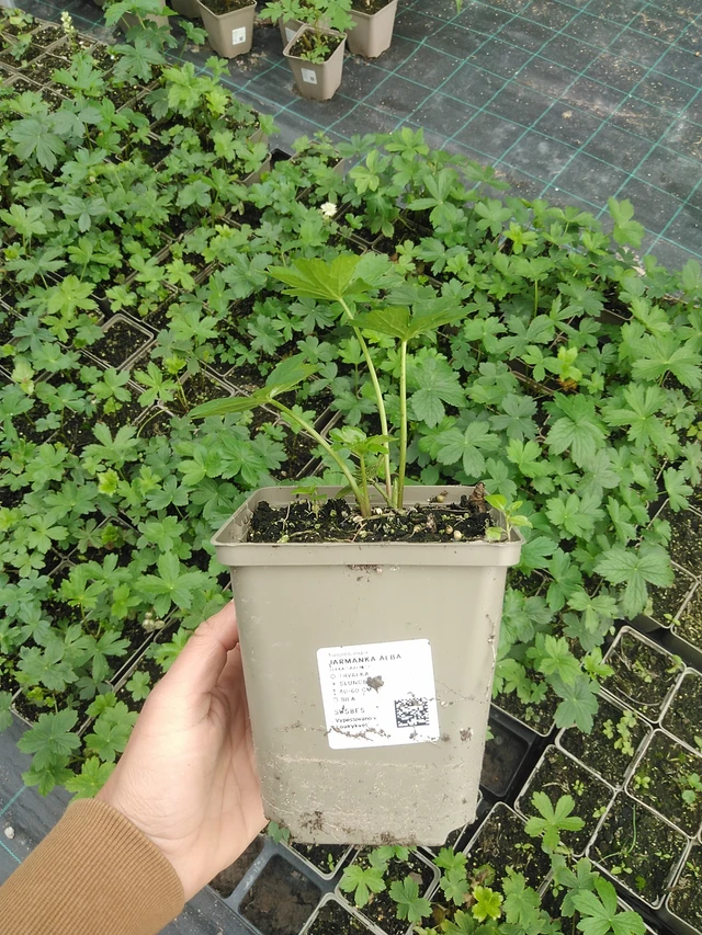 Masterwort Alba - 9. 6. 2025