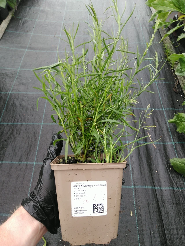 Astra Monte Cassino - 10. 9. 2025