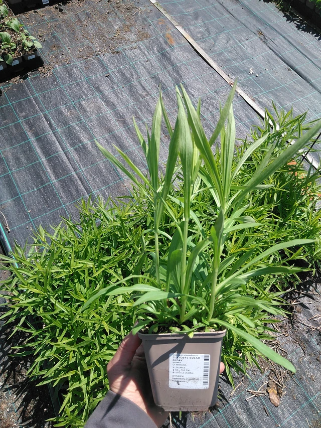 Goldenrod Solar Glory - 13. 5. 2025