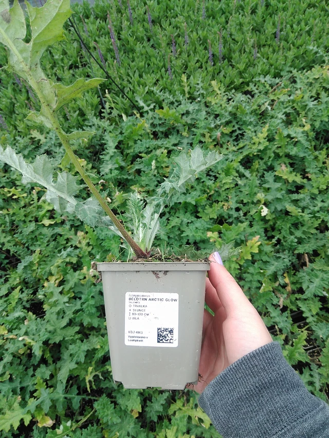 Sinipallo-ohdake Arctic Glow - 9. 6. 2025