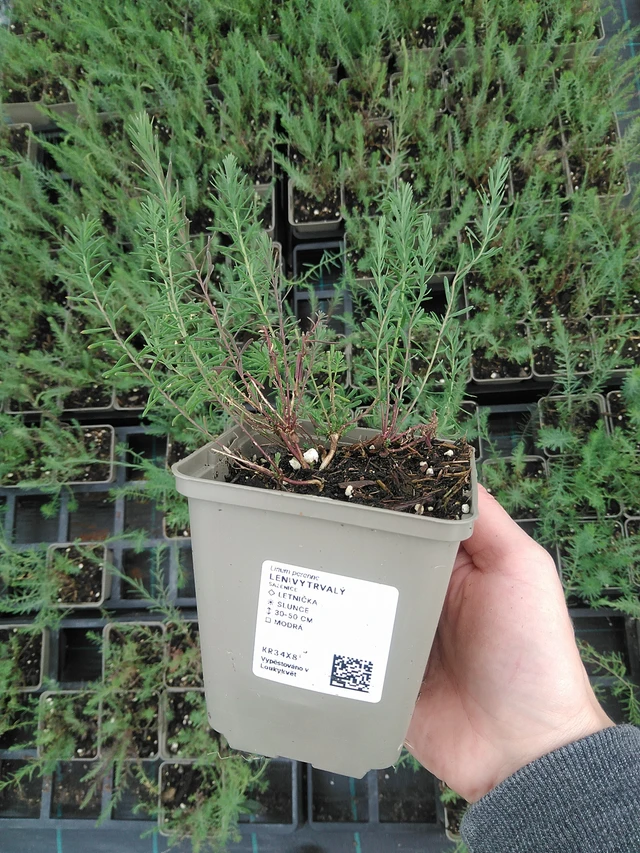 Flax vytrvalý - 9. 6. 2025