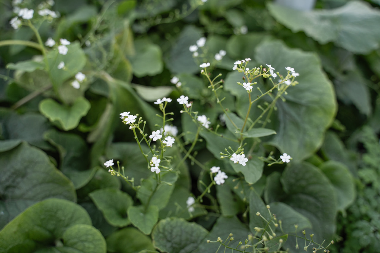 Kaukázusi nefelejcs Betty Bowring, Loukykvět