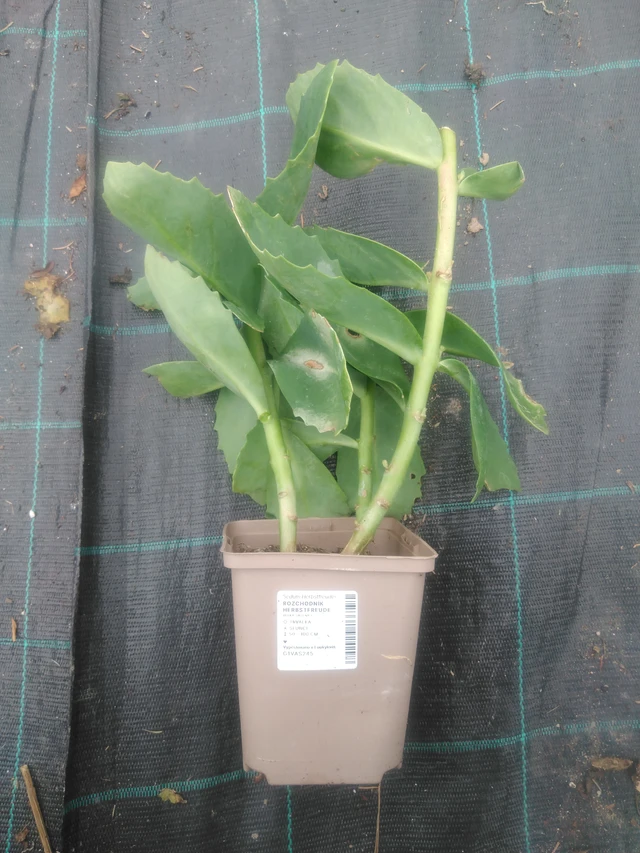 Maksaruoho Matrona - 2024