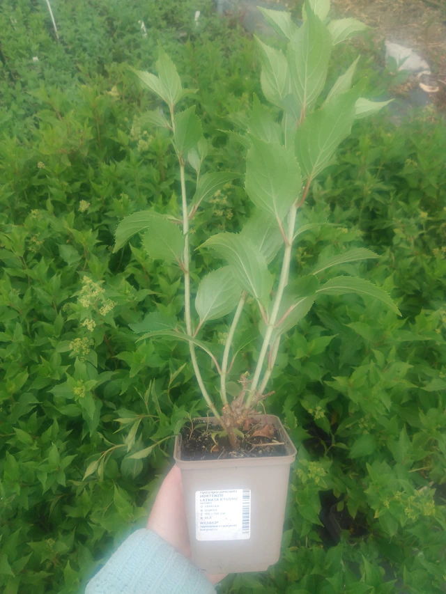 Syyshortensia Kyushu - 2024