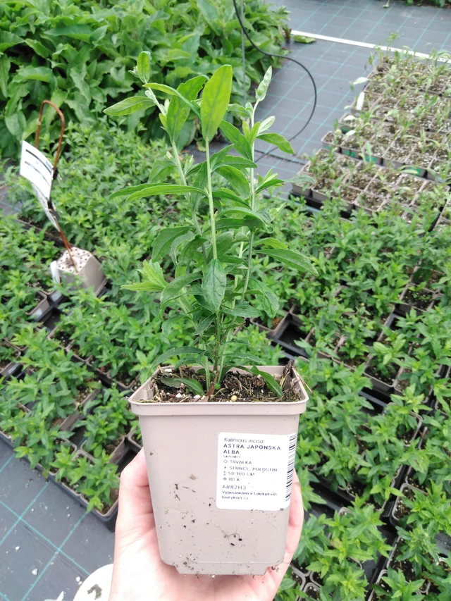 Aster japonés Alba - 2024