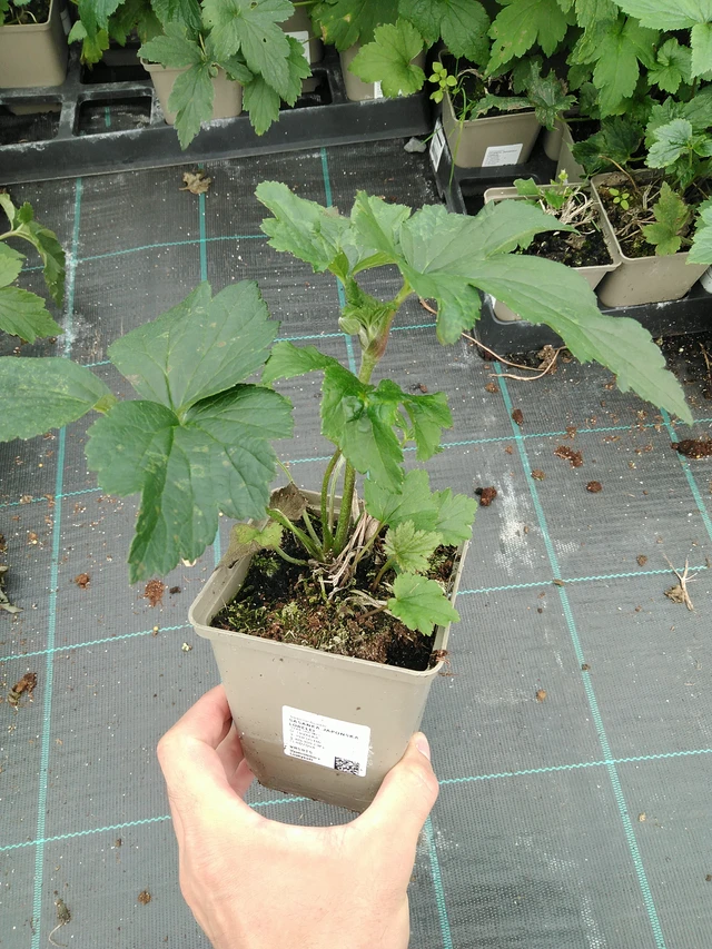 Sasanka japonská Lorelei - 28. 7. 2025