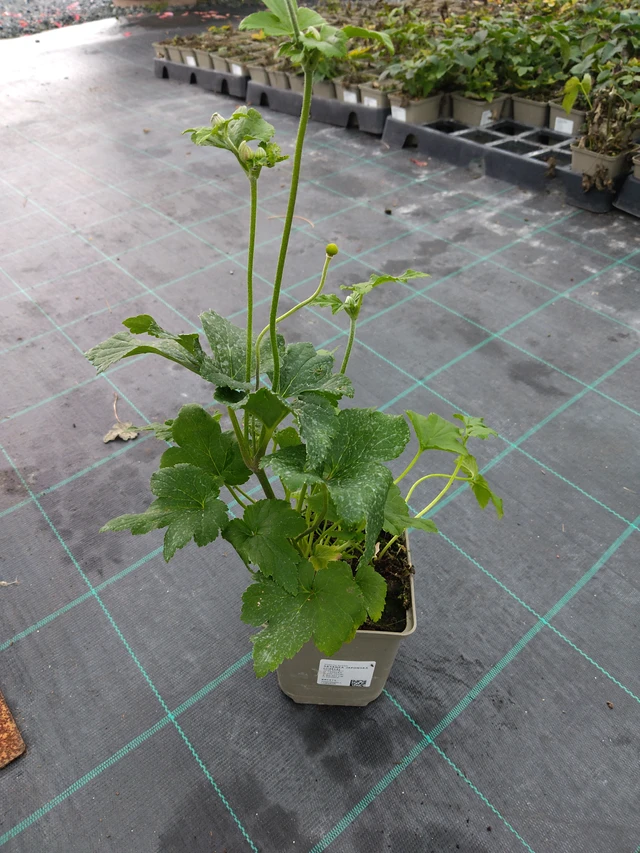 Sasanka japonská Lorelei - 10. 9. 2025