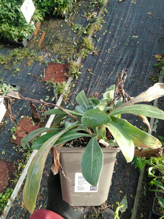 Aciano Purple Heart - 31. 10. 2025