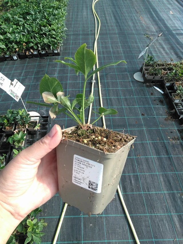 Eléboro Pretty Ellen Spotted - 11. 7. 2025