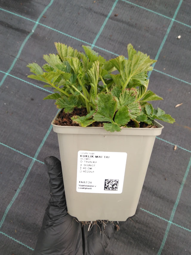 Gyömbérgyökér Mai Tai - 1. 4. 2026