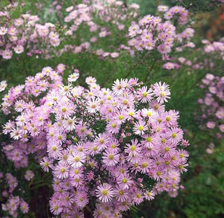 Astra Pink Star, Loukykvět