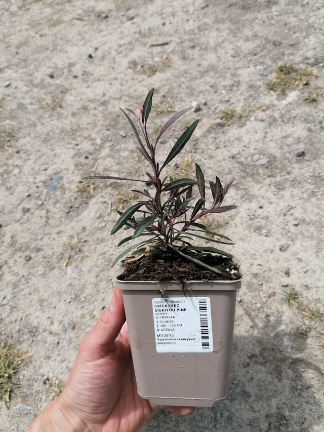 Prachtkerze Siskiyou Pink - 2024