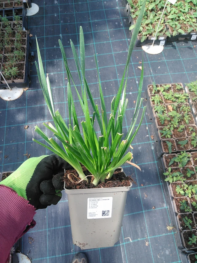 Laukka Millennium - 4. 8. 2025