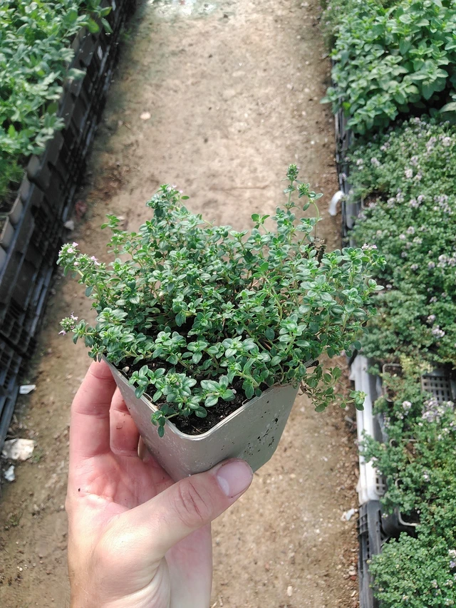 Mateřídouška Doone Valley - 1. 7. 2025