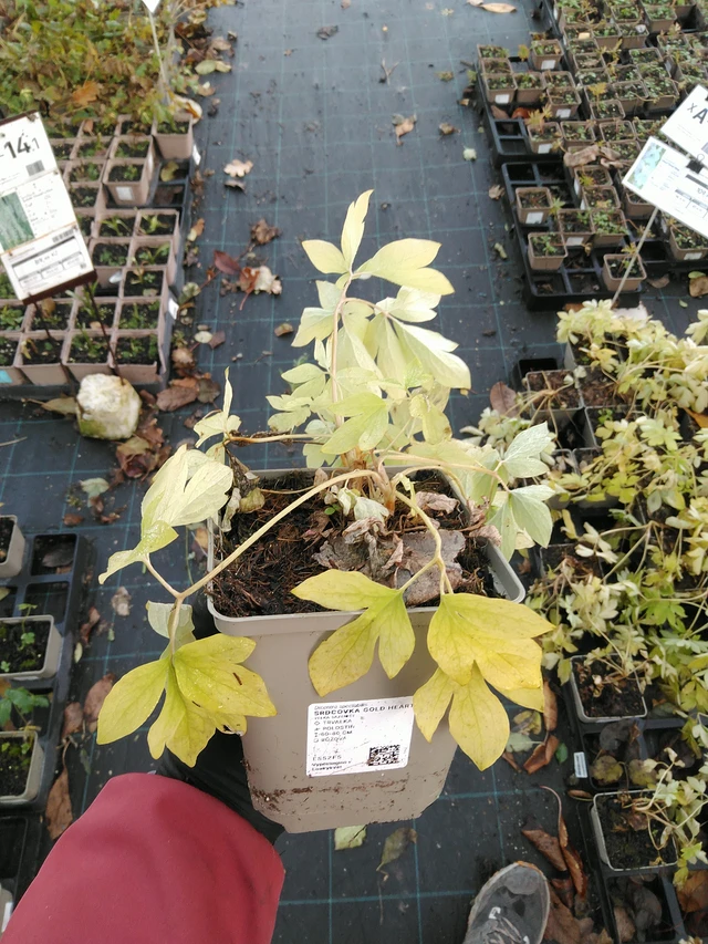 Srdcovka Gold Heart - 31. 10. 2025