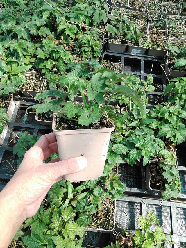 Sasanka plstnatá Septemberglanz - 13. 5. 2025