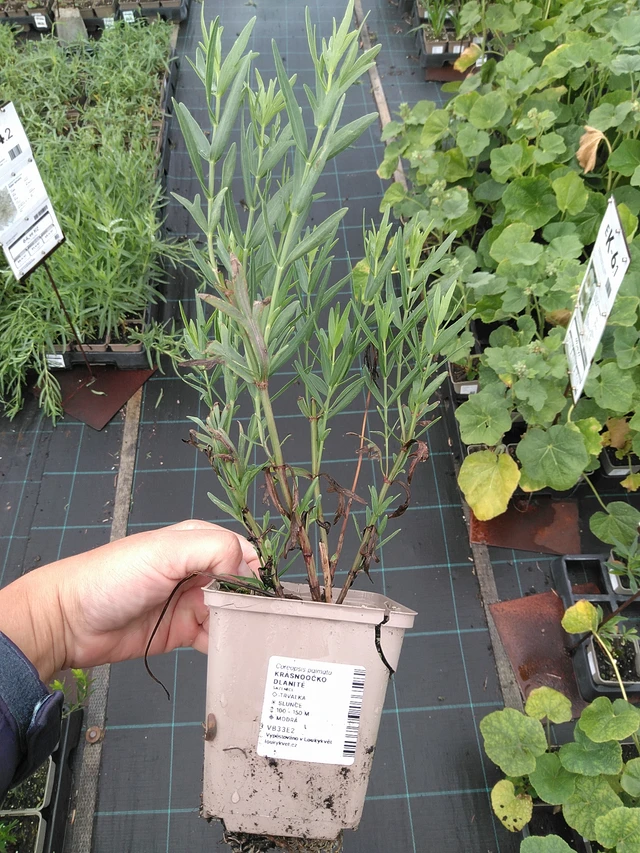 Coreopsis palmata - 11. 7. 2025