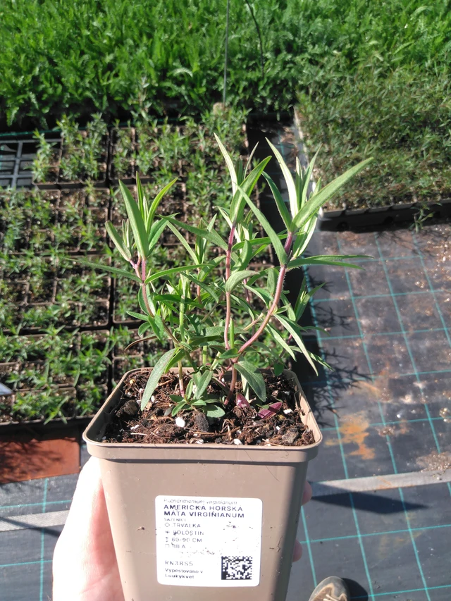 Amerikanvuoriminttu Virginianum - 20. 6. 2025