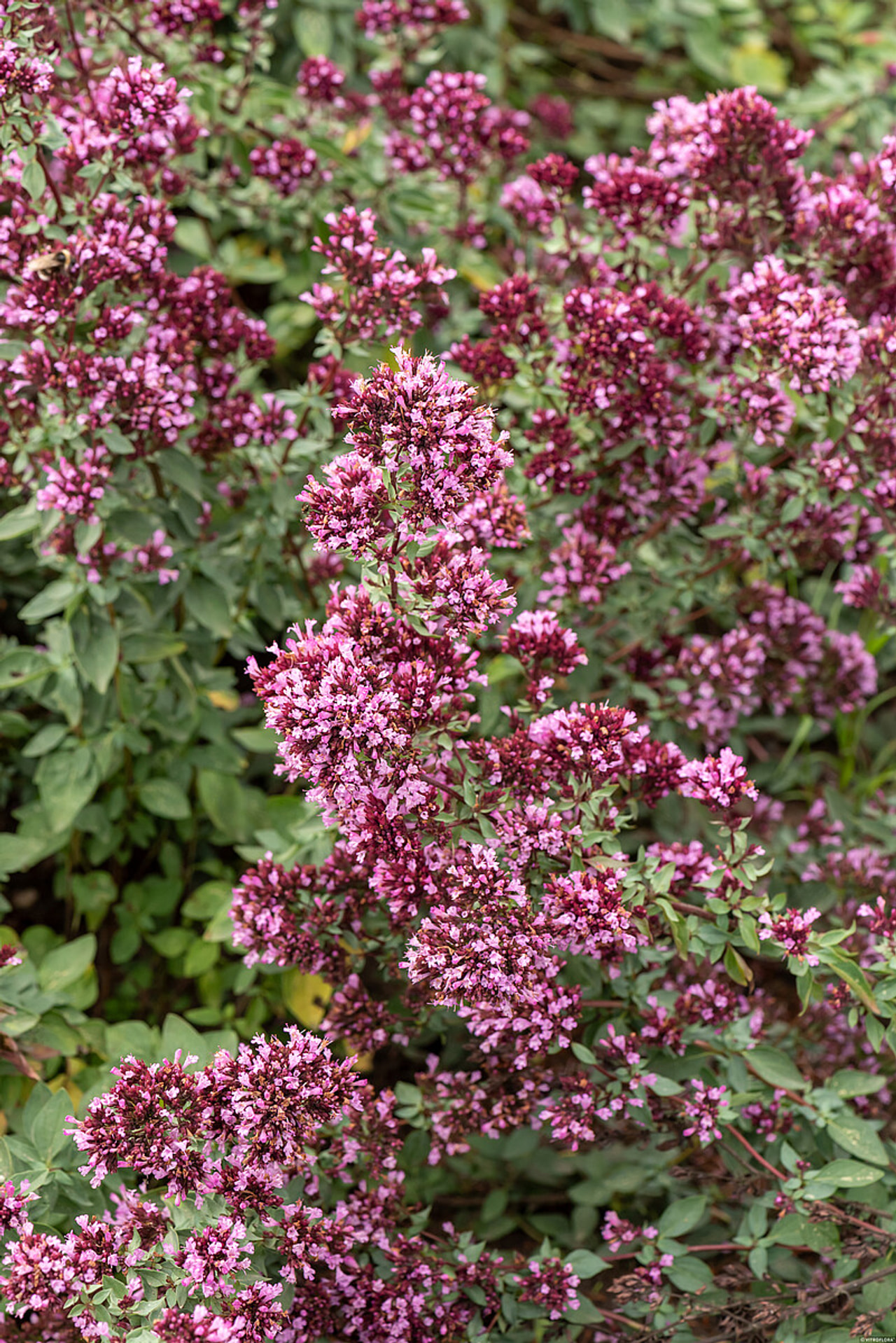 Dobromysl Herrenhausen, Loukykvět