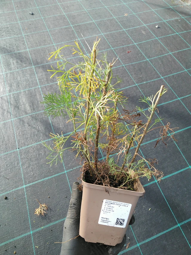 Artemisia Coca Cola - 31. 10. 2025