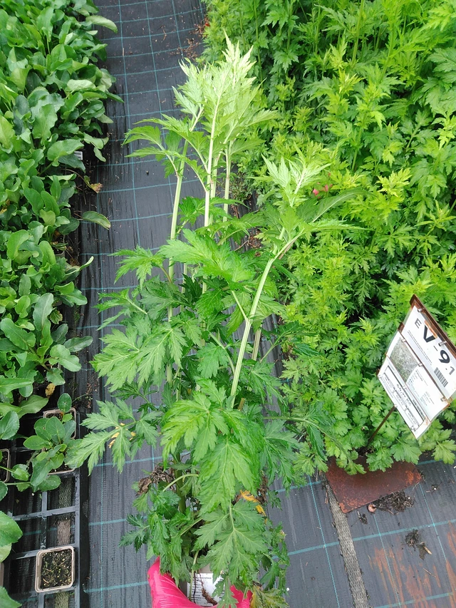 Artemisa - 29. 7. 2025