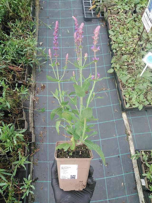 Šalvěj hajní Amethyst - 4. 8. 2025