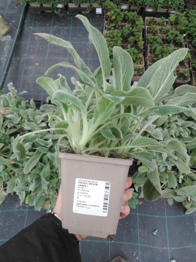 Pehmytmesiangervo Silver Carpet - 2024