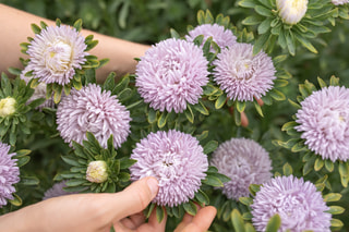 Astra Lady Coral Lavender, Loukykvět