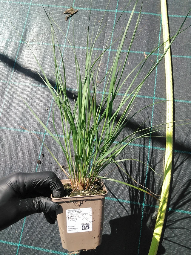 Kavyl Allgäu - 19. 8. 2025