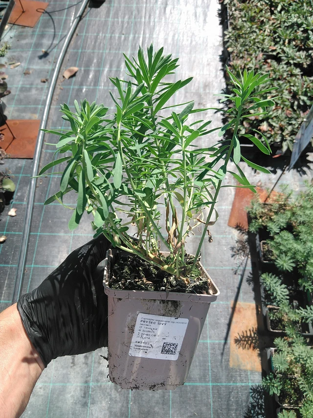 Euforbia sivý  - 19. 8. 2025