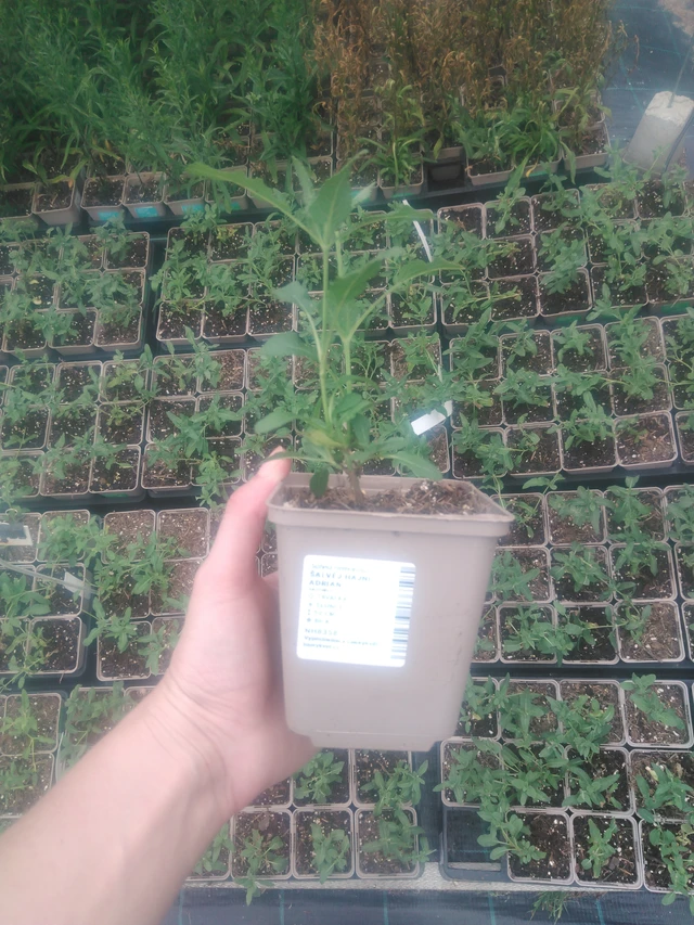 Salvia Adrian - 2024