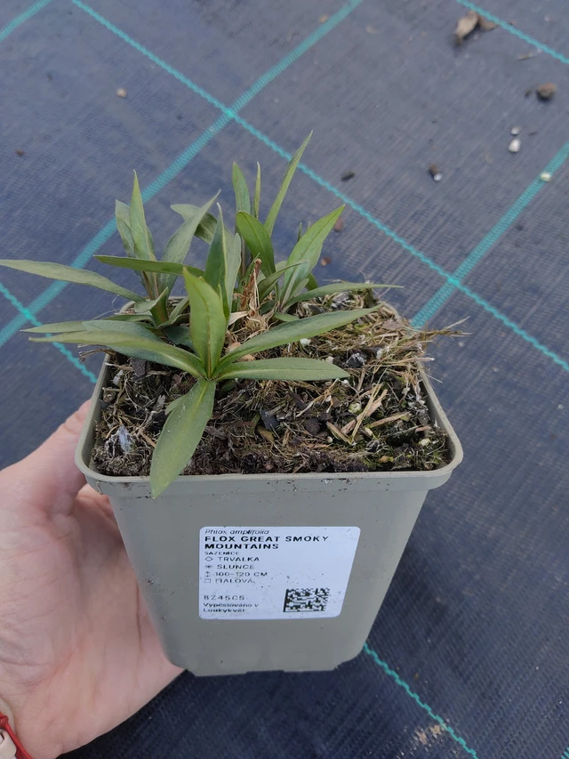 Flox Great Smoky Mountains - 27. 3. 2026