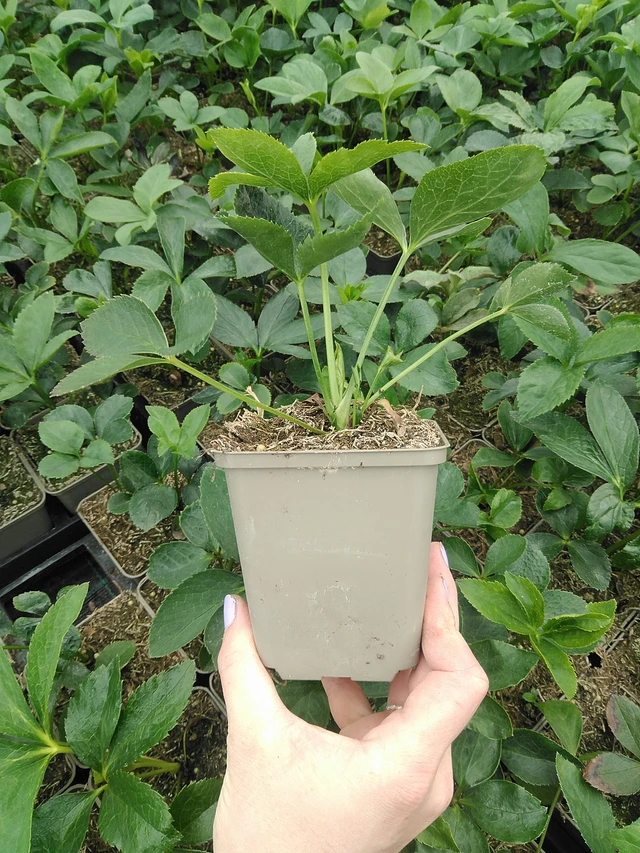 Eléboro Pretty Ellen Purple - 9. 6. 2025