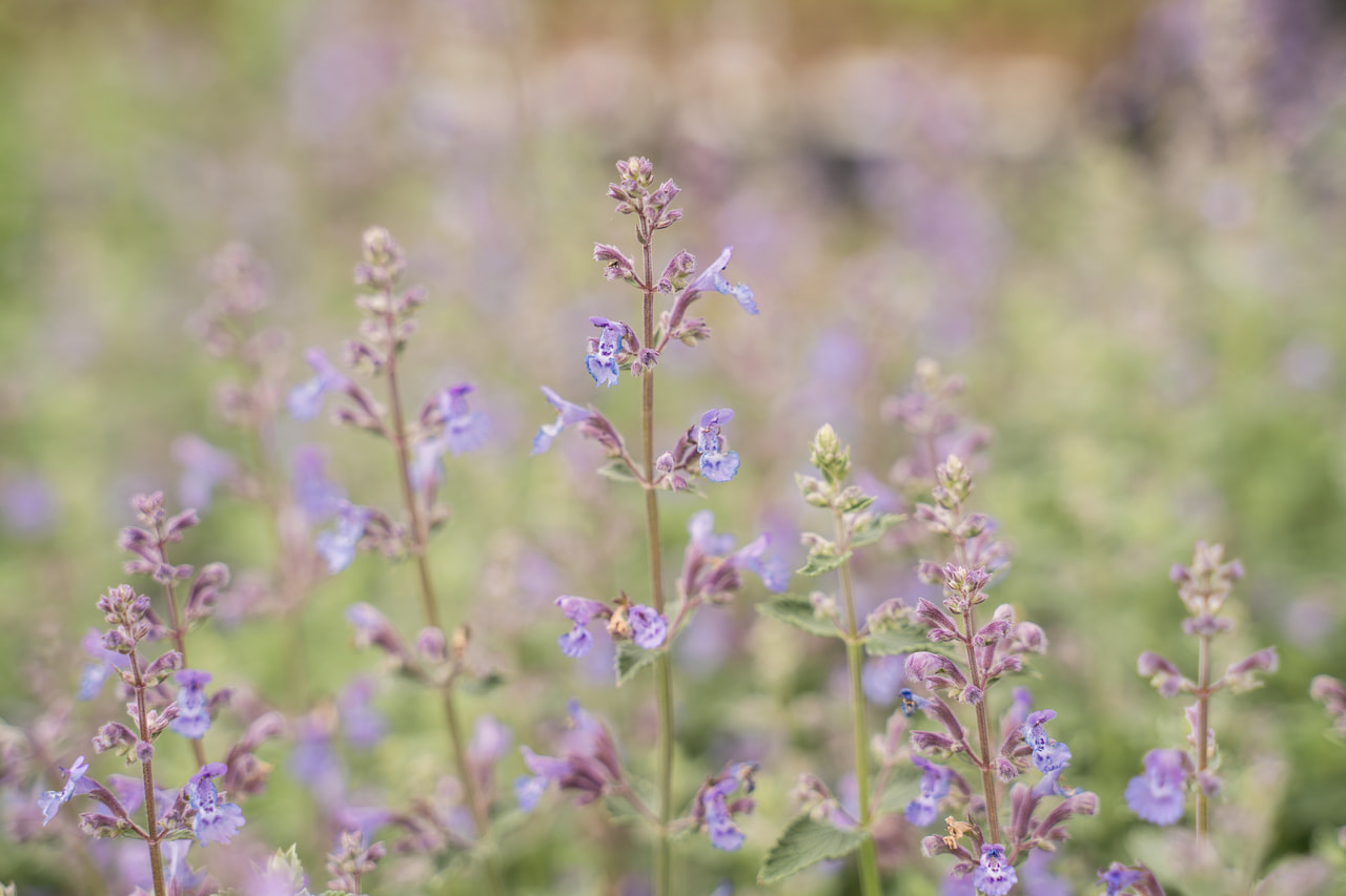 Macskamenta Walker’s Low, Loukykvět