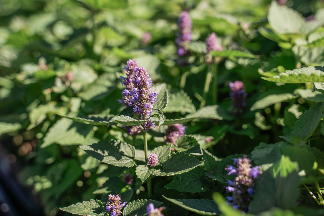 Agastache, Loukykvět