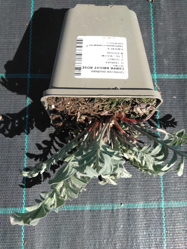 Aciano Bright Rose - 3. 4. 2025