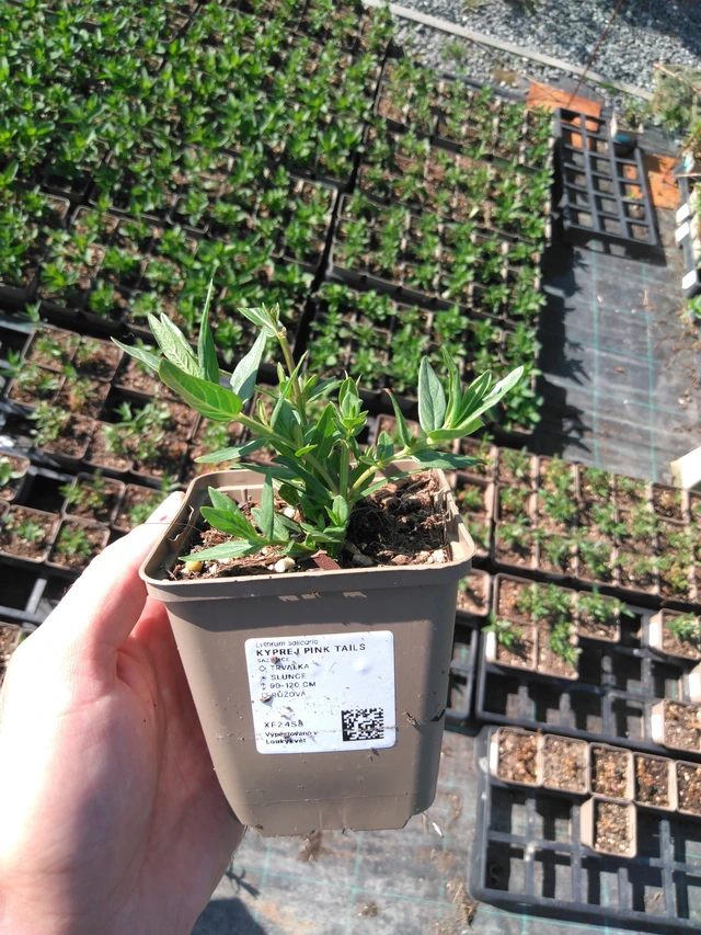 Rantakukka Pink Tails - 20. 6. 2025