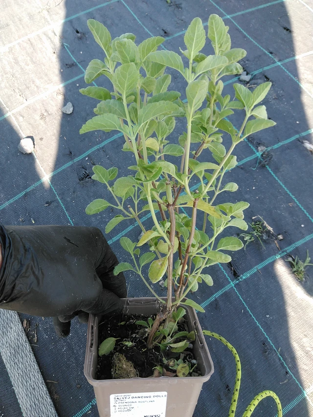 Salvia Dancing Dolls - 19. 8. 2025