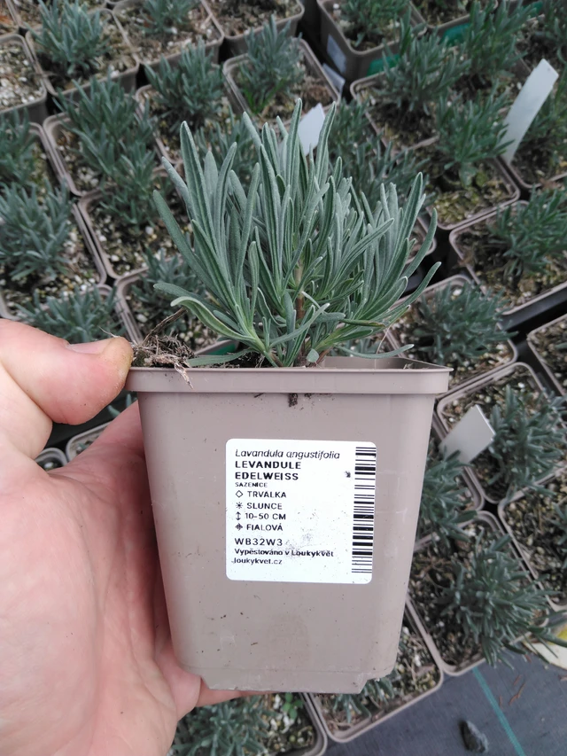 Lavanda Edelweiss - 2024