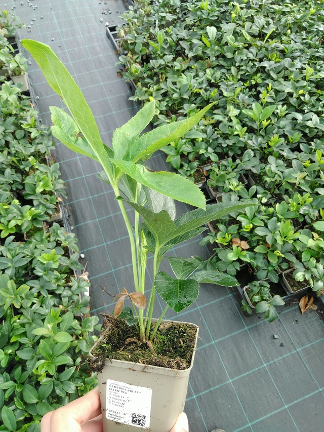 Hellebore Pretty Ellen Red - 28. 7. 2025