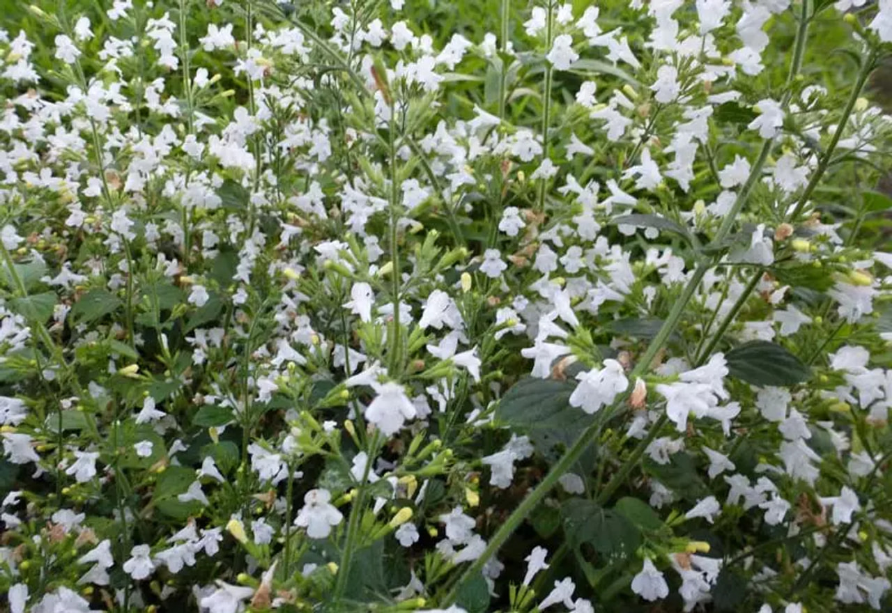 Marulka lesní Menthe, Loukykvět