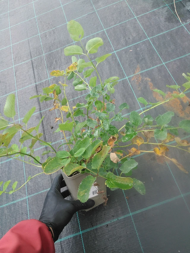 Verikurjenpolvi obtusa - 13. 10. 2025