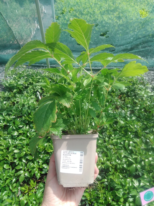 Astilbe Peach Blossom - 2024