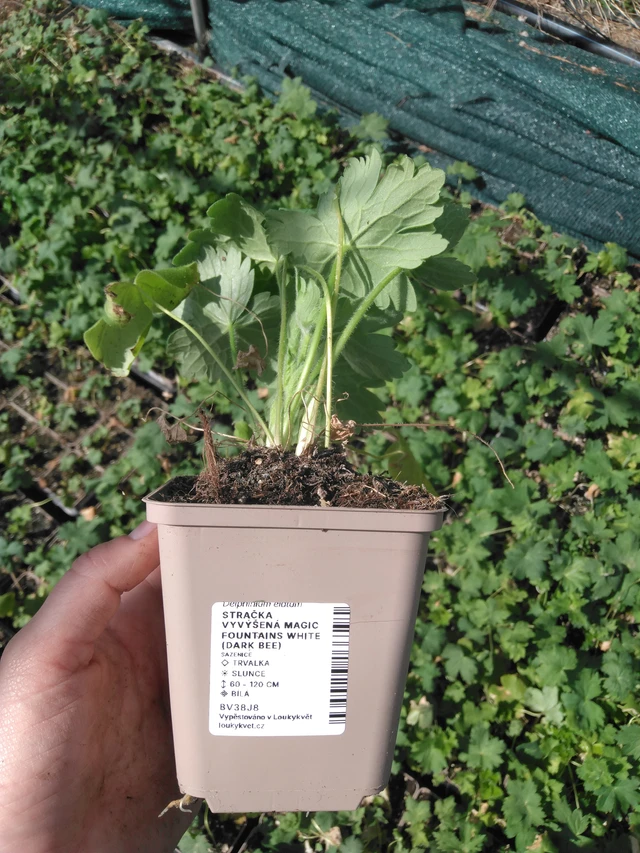 Larkspur Magic Fountains White (Dark Bee) - 2024