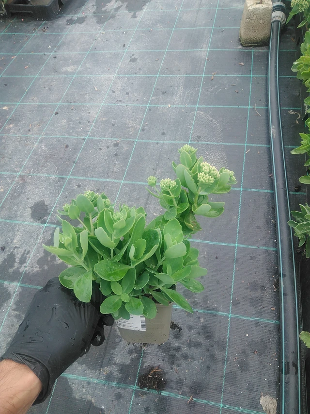 Rozchodník Herbstfreude - 10. 9. 2025