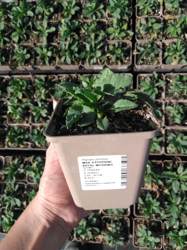 Idänunikko Royal Wedding - 2024