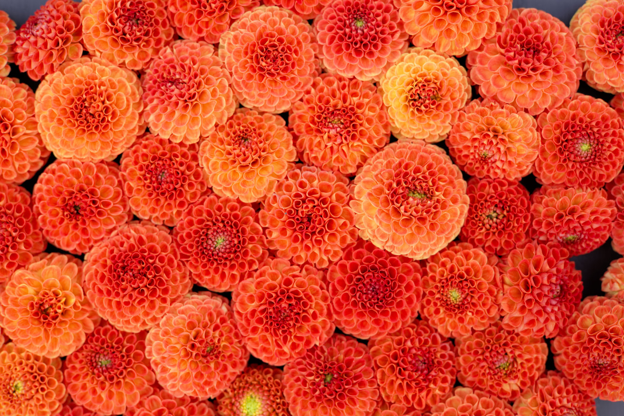 Jiřina Bantling, Loukykvět