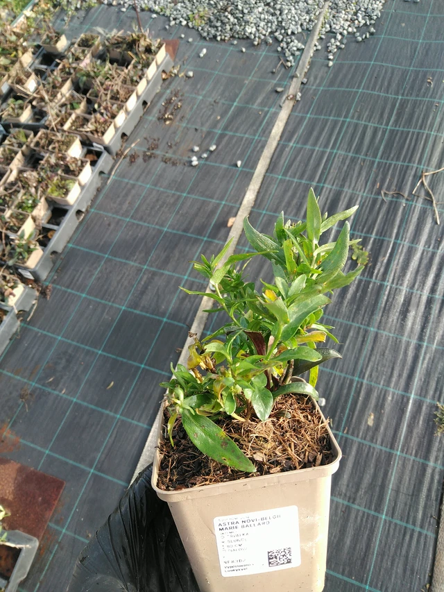 New York Aster Marie Ballard - 31. 10. 2025