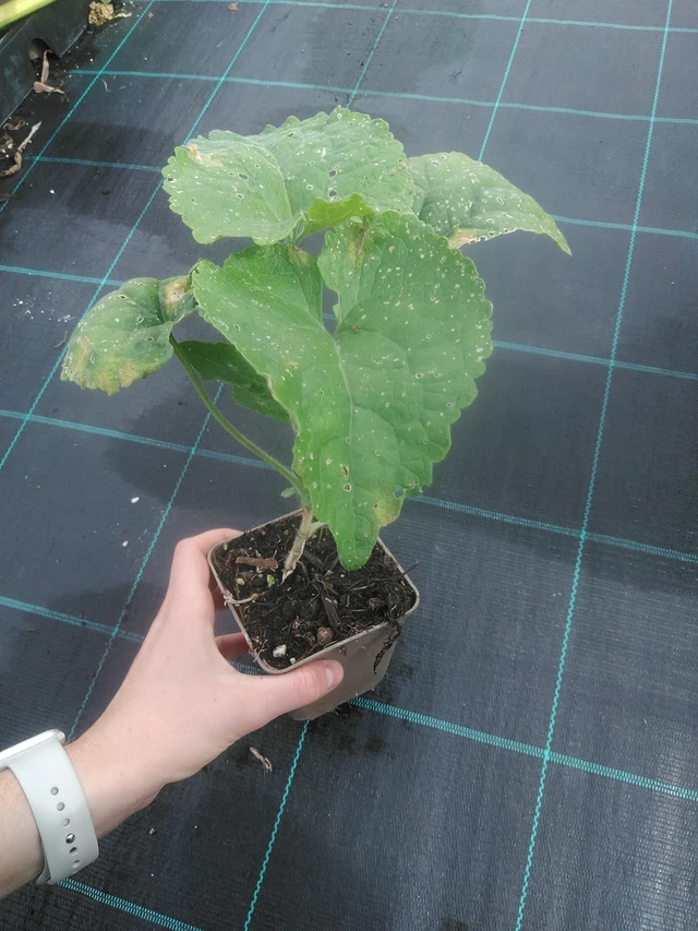 Honesty white - 17. 7. 2025